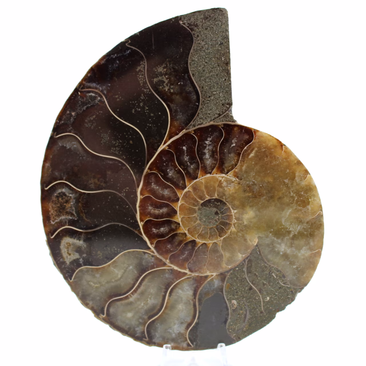 Ammoniet