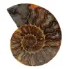 Gepolijste gefossiliseerde ammoniet - 0