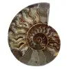 Fossiele ammoniet uit madagaskar - 0
