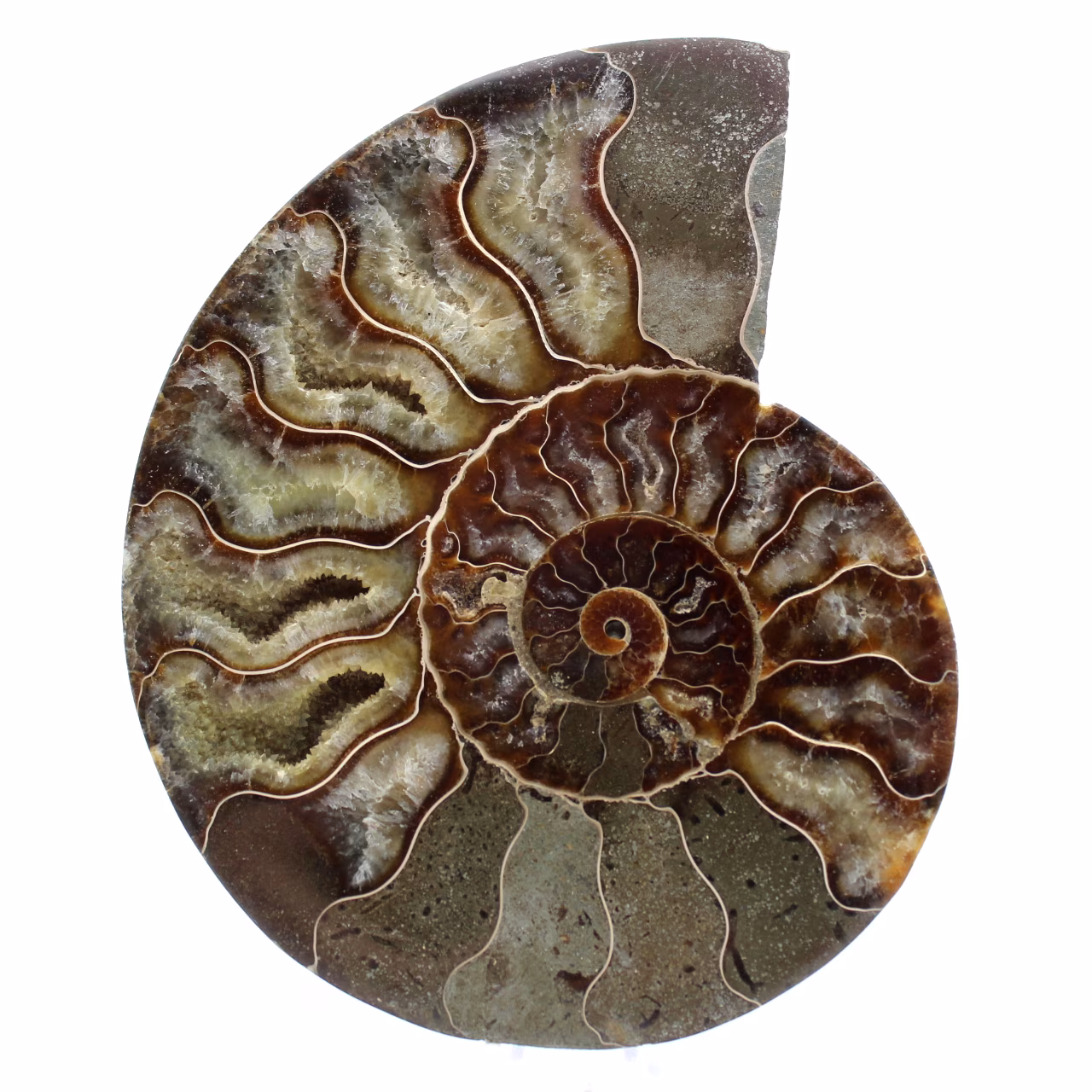 Fossiele ammoniet uit madagaskar