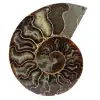 Natuurlijke ammoniet uit madagaskar - 0
