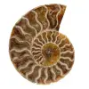 Gepolijste ammoniet uit madagaskar - 0
