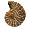 Gepolijste fossiele ammoniet uit madagascar - 0