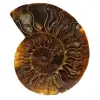 Natuurlijk gepolijste ammoniet uit madagaskar - 0