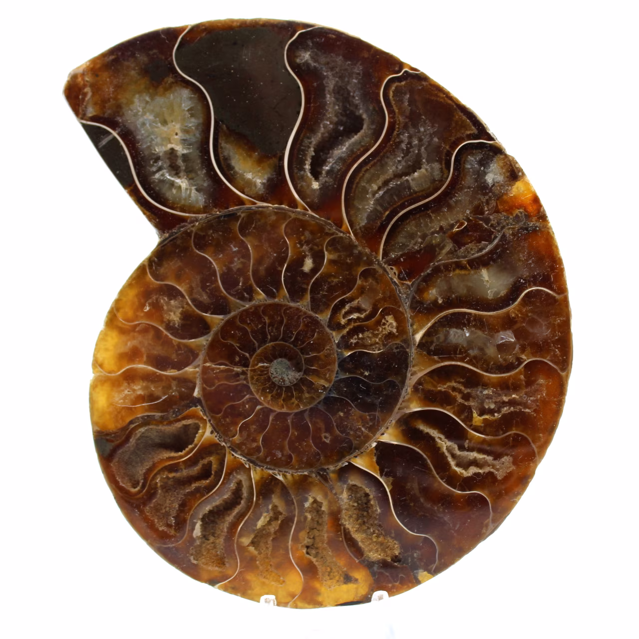 Natuurlijk gepolijste ammoniet uit madagaskar