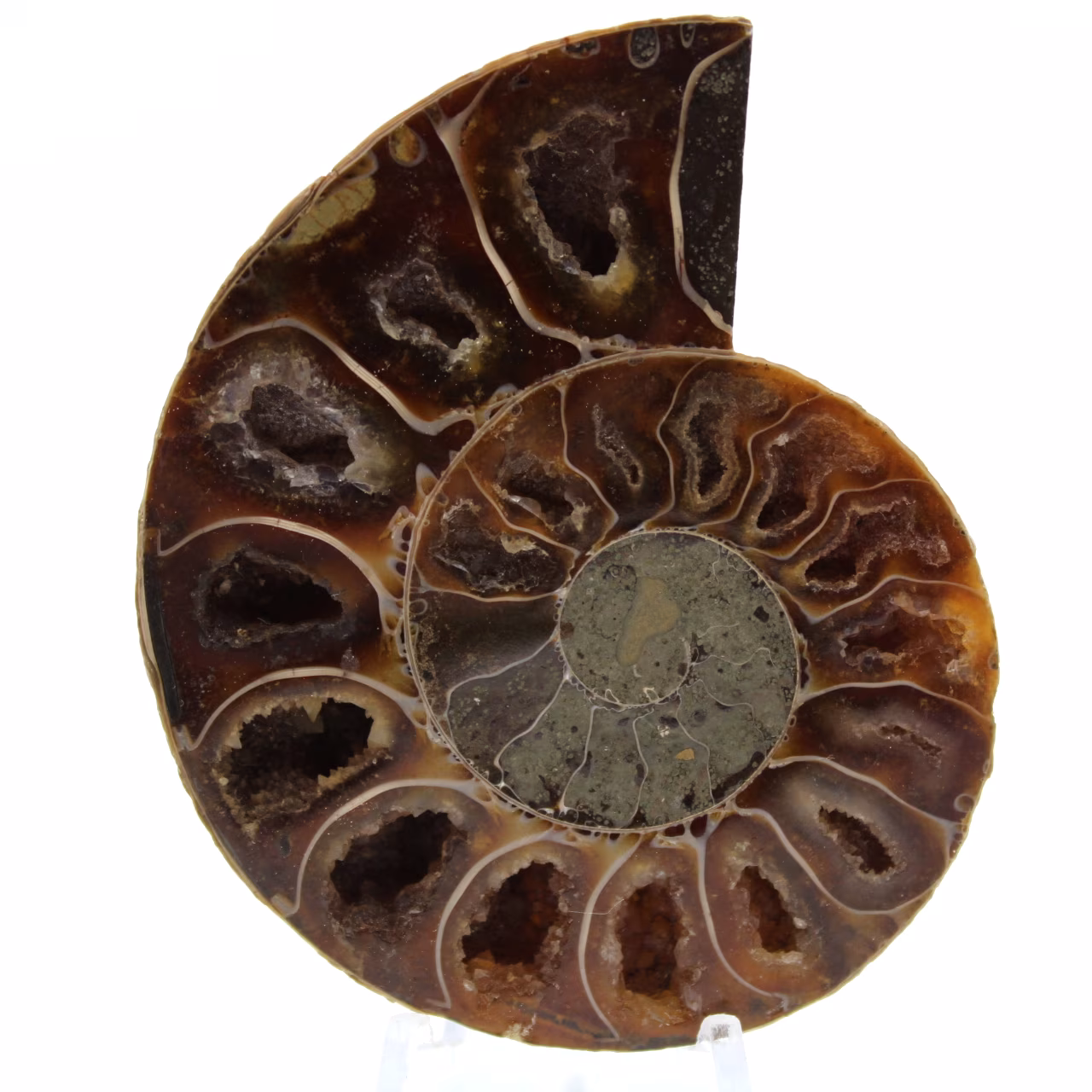 Gepolijste gefossiliseerde ammoniet