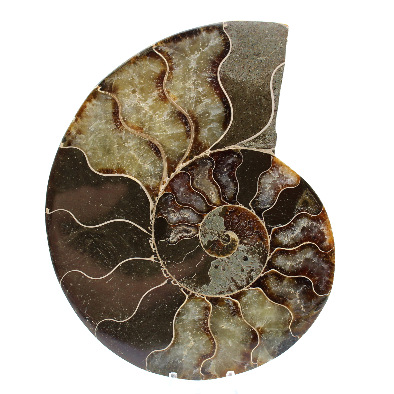 Ammoniet uit madagaskar