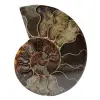 Fossiele ammoniet uit madagaskar - 0