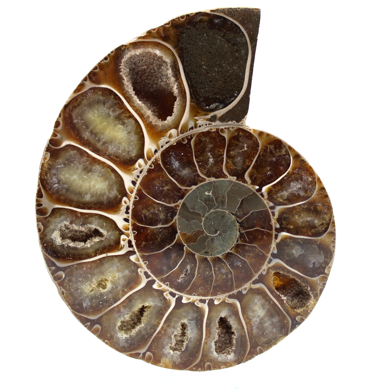 Ammoniet uit madagaskar