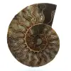 Fossiele ammoniet uit madagaskar - 0