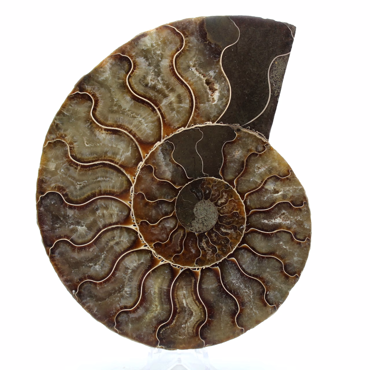 Fossiele ammoniet uit madagaskar