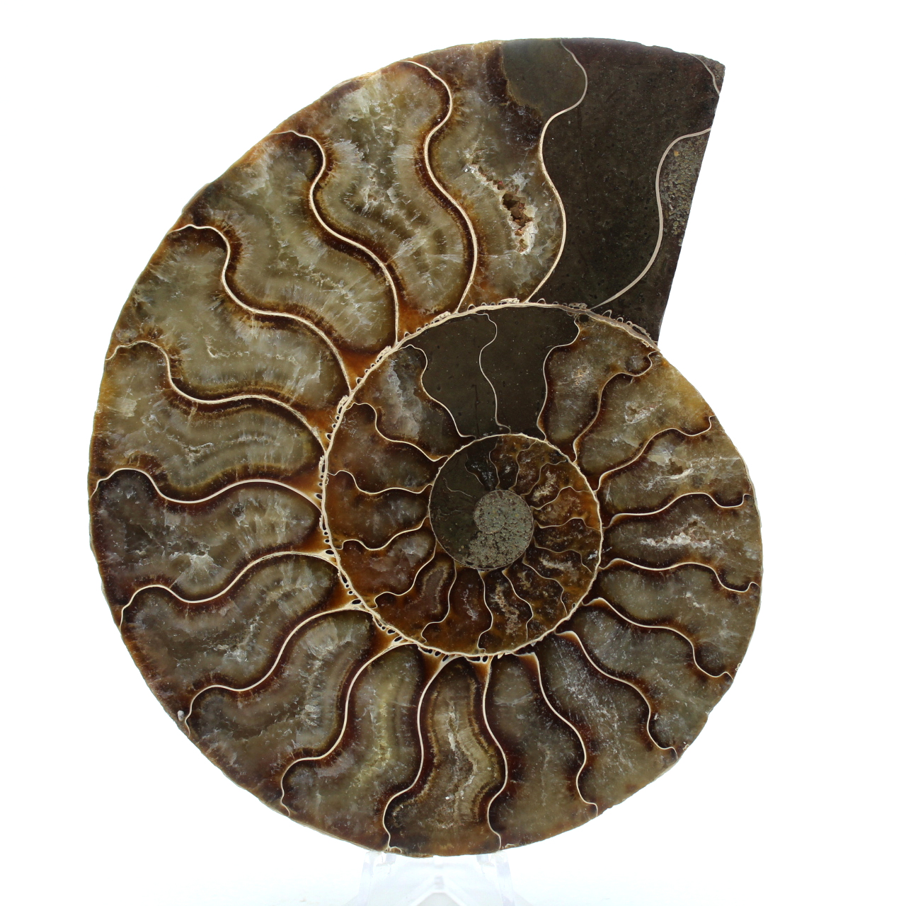 Fossiele ammoniet uit madagaskar