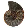 Natuurlijke ammoniet uit madagaskar - 0