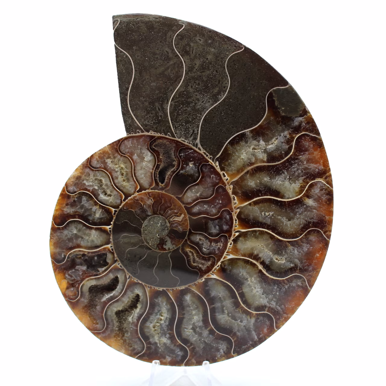 Natuurlijke ammoniet uit madagaskar