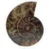 Gepolijste ammoniet uit madagaskar - 0
