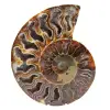 Gefossiliseerde ammoniet - 0