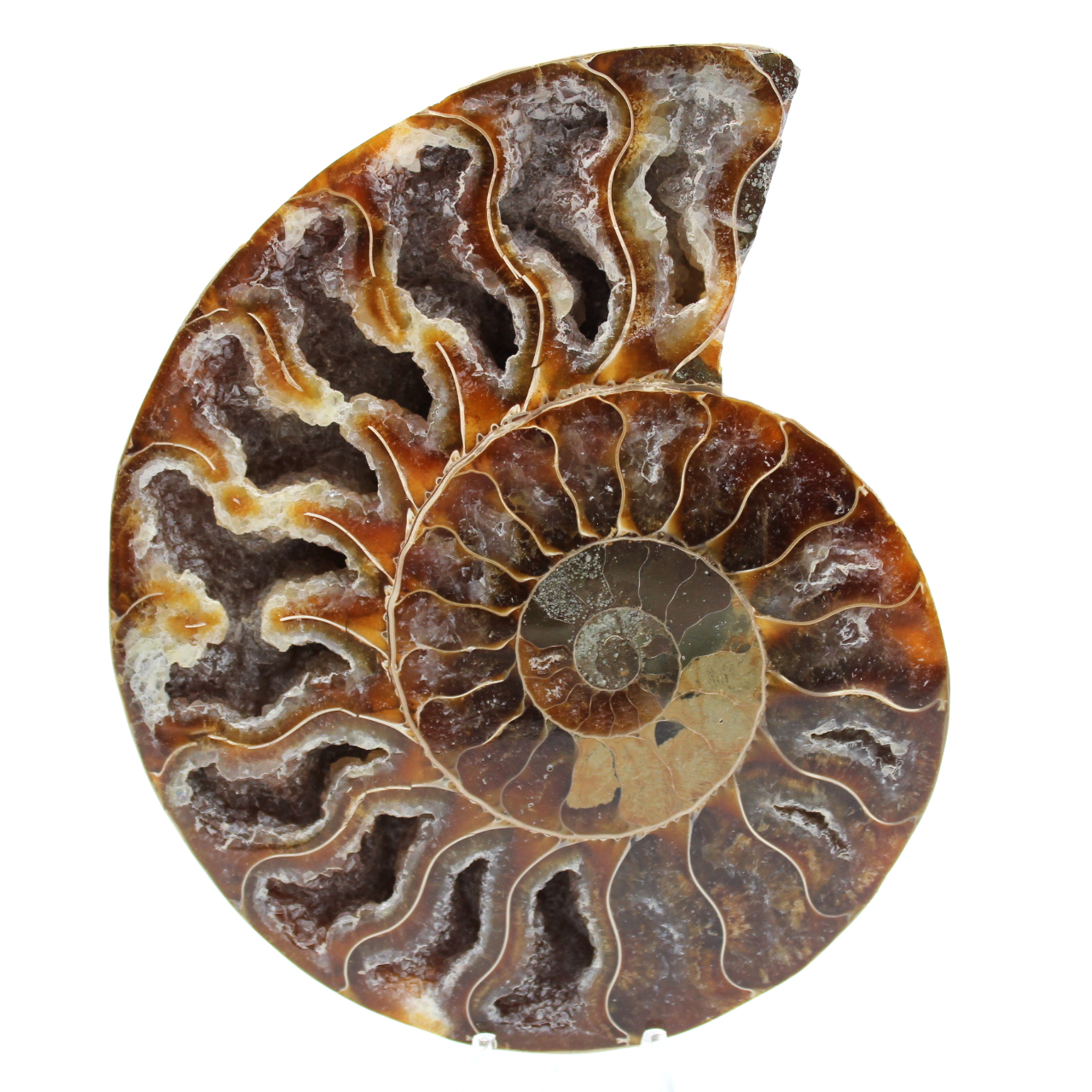 Gefossiliseerde ammoniet