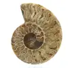 Gepolijste gefossiliseerde ammoniet - 0