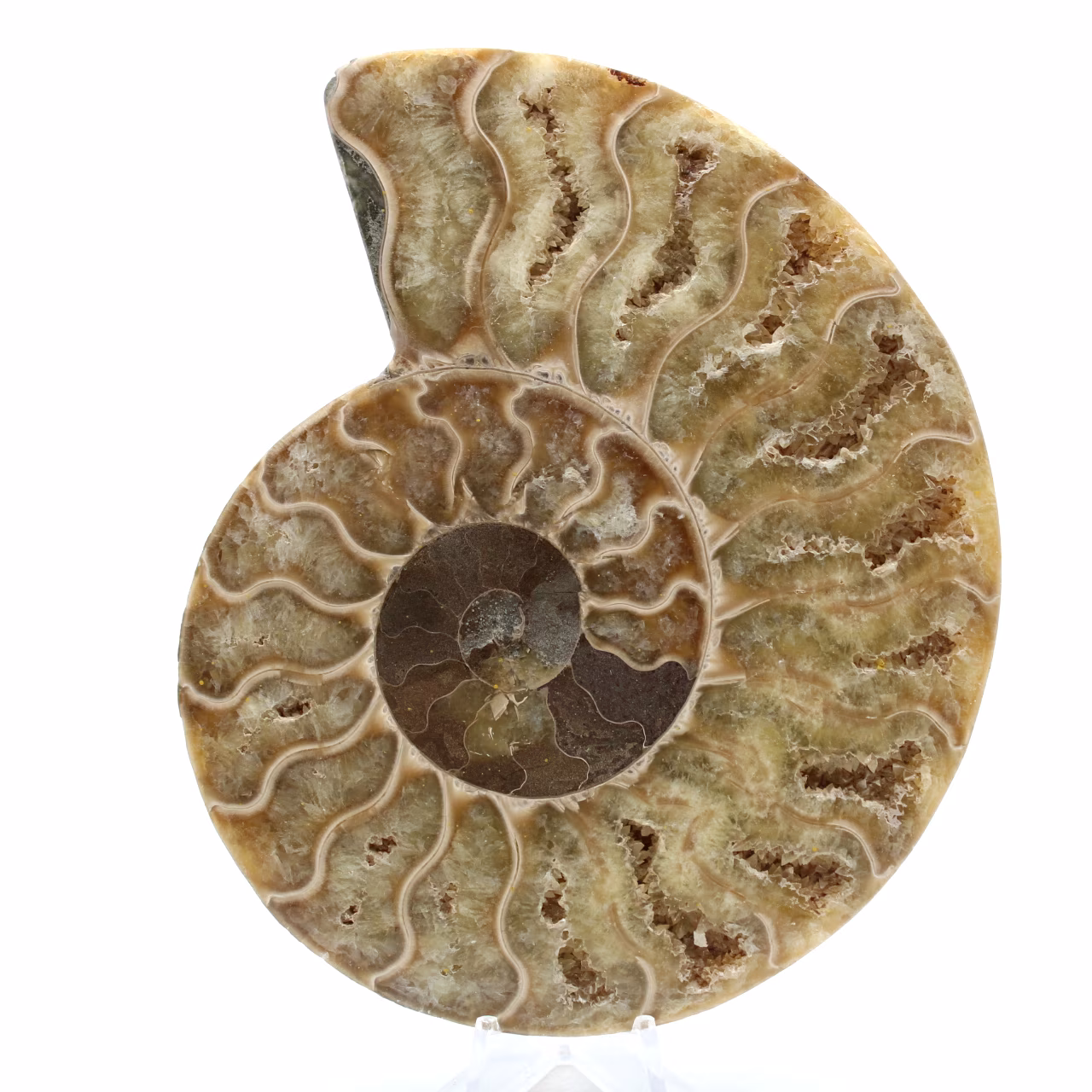 Gepolijste gefossiliseerde ammoniet