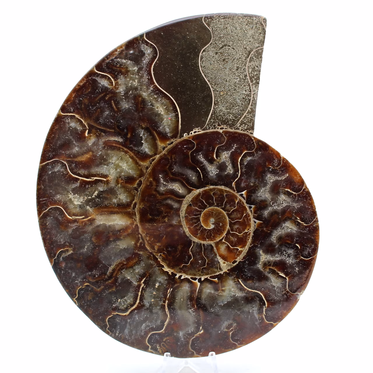 Ammoniet uit madagaskar