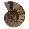 Fossiele ammoniet uit madagaskar - 0