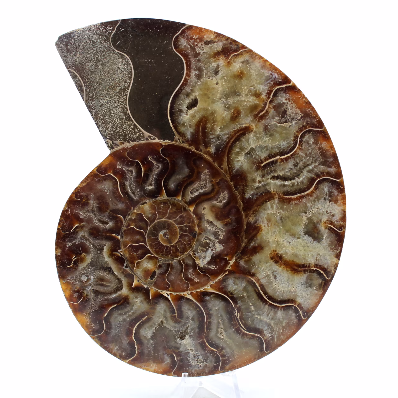 Fossiele ammoniet uit madagaskar