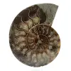 Natuurlijke ammoniet uit madagaskar - 0