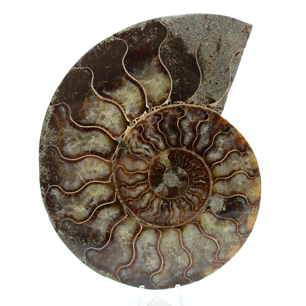 Natuurlijke ammoniet uit madagaskar