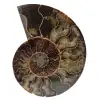 Gepolijste fossiele ammoniet uit madagascar - 0