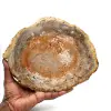 Natuurlijk versteend hout - 0