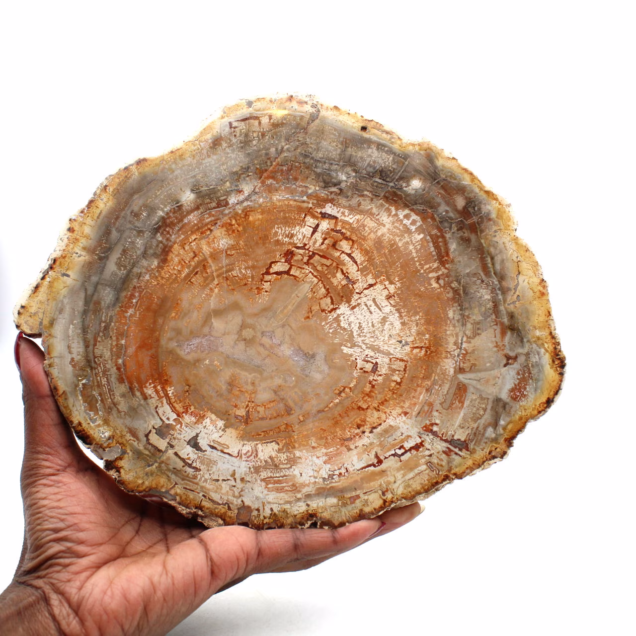 Natuurlijk versteend hout