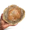 Gepolijst versteend hout uit madagaskar - 0