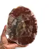 Gefossiliseerd gepolijst hout uit madagaskar - 0