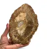Stuk versteend hout uit madagaskar - 0