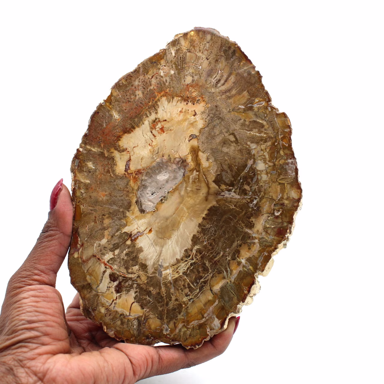 Stuk versteend hout uit madagaskar