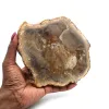 Versteend hout uit madagaskar - 0