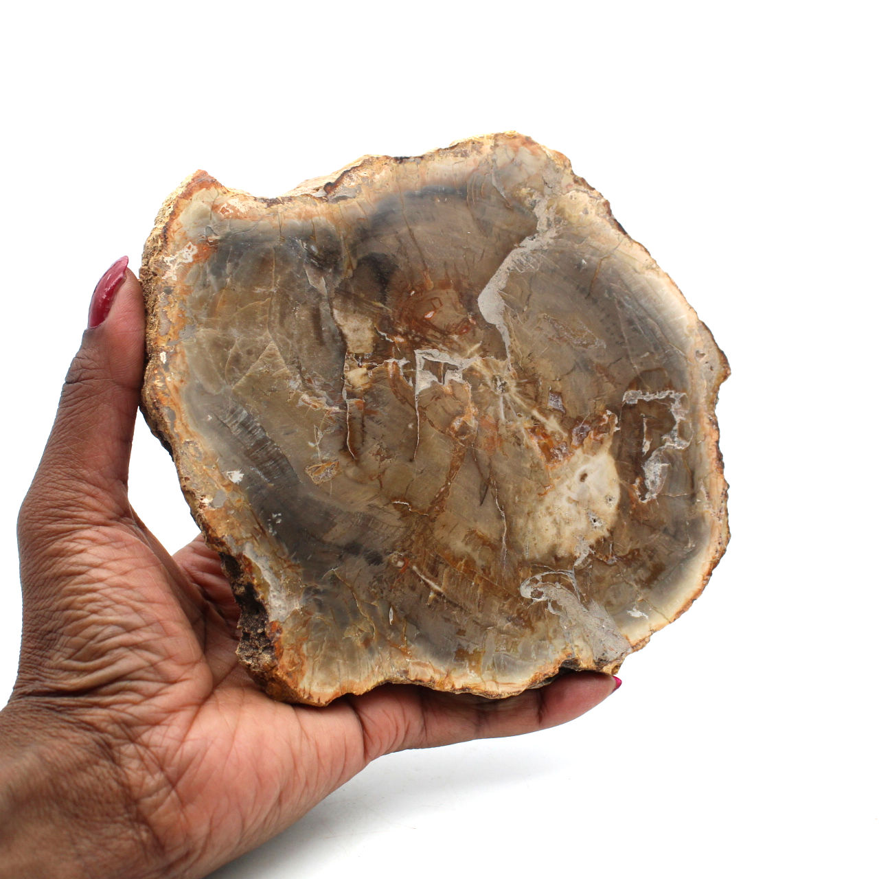 Versteend hout uit madagaskar