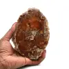 Gefossiliseerd gepolijst hout uit madagaskar - 0