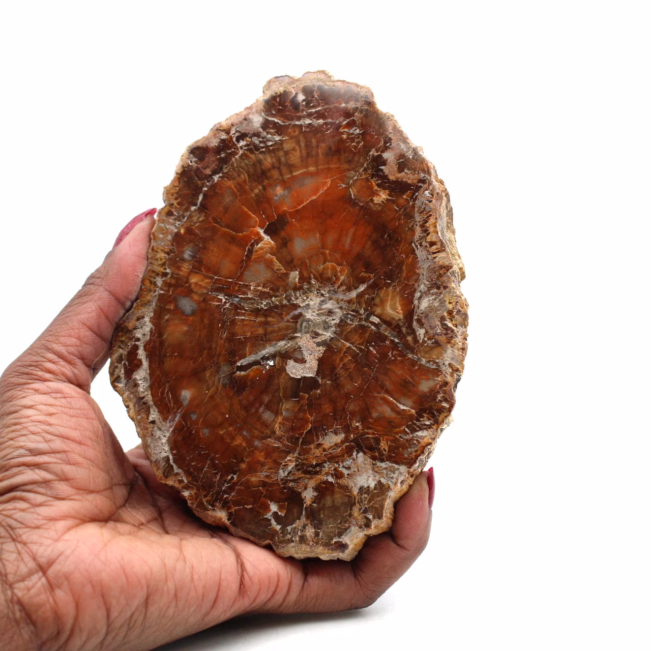 Gefossiliseerd gepolijst hout uit madagaskar