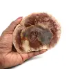 Natuurlijk gepolijst gefossiliseerd hout - 0