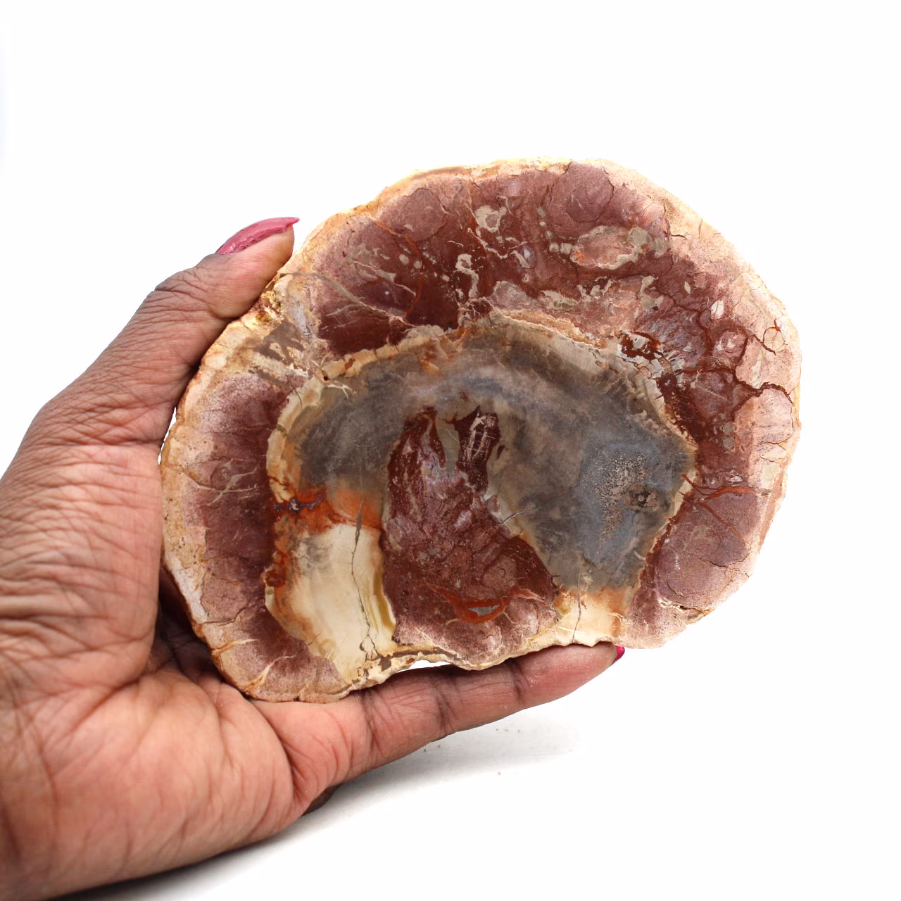 Natuurlijk gepolijst gefossiliseerd hout
