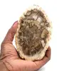 Versteend hout uit madagaskar - 0