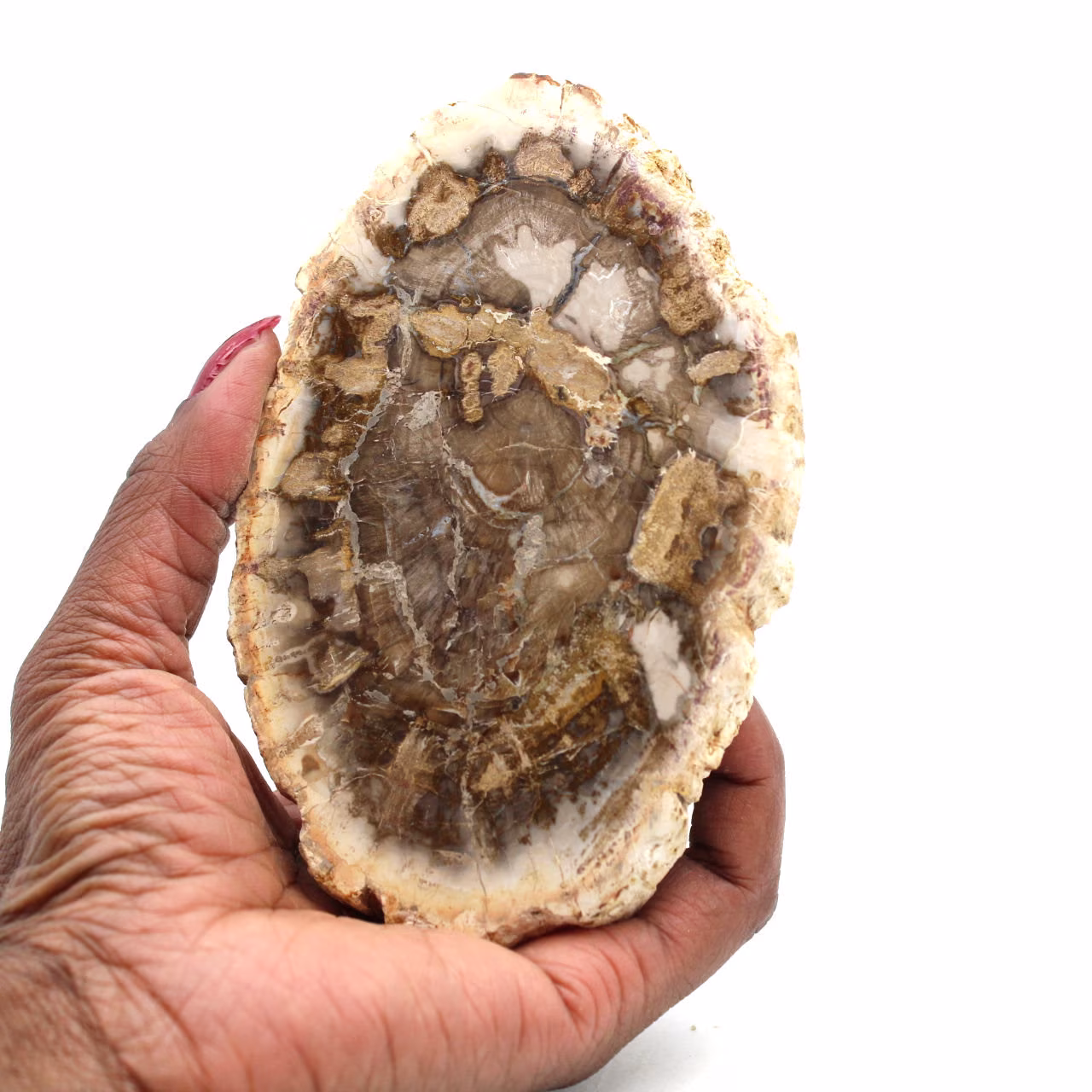 Versteend hout uit madagaskar