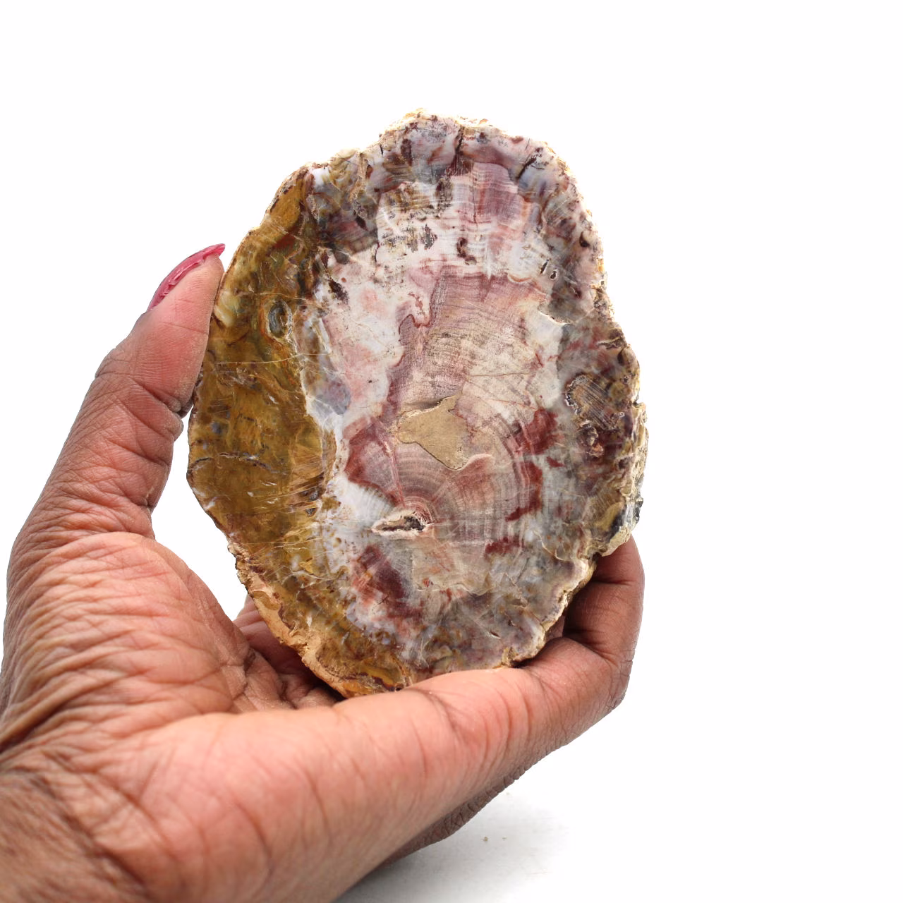 Stukje natuurlijk versteend hout