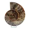 Natuurlijke ammoniet uit Madagaskar - 0