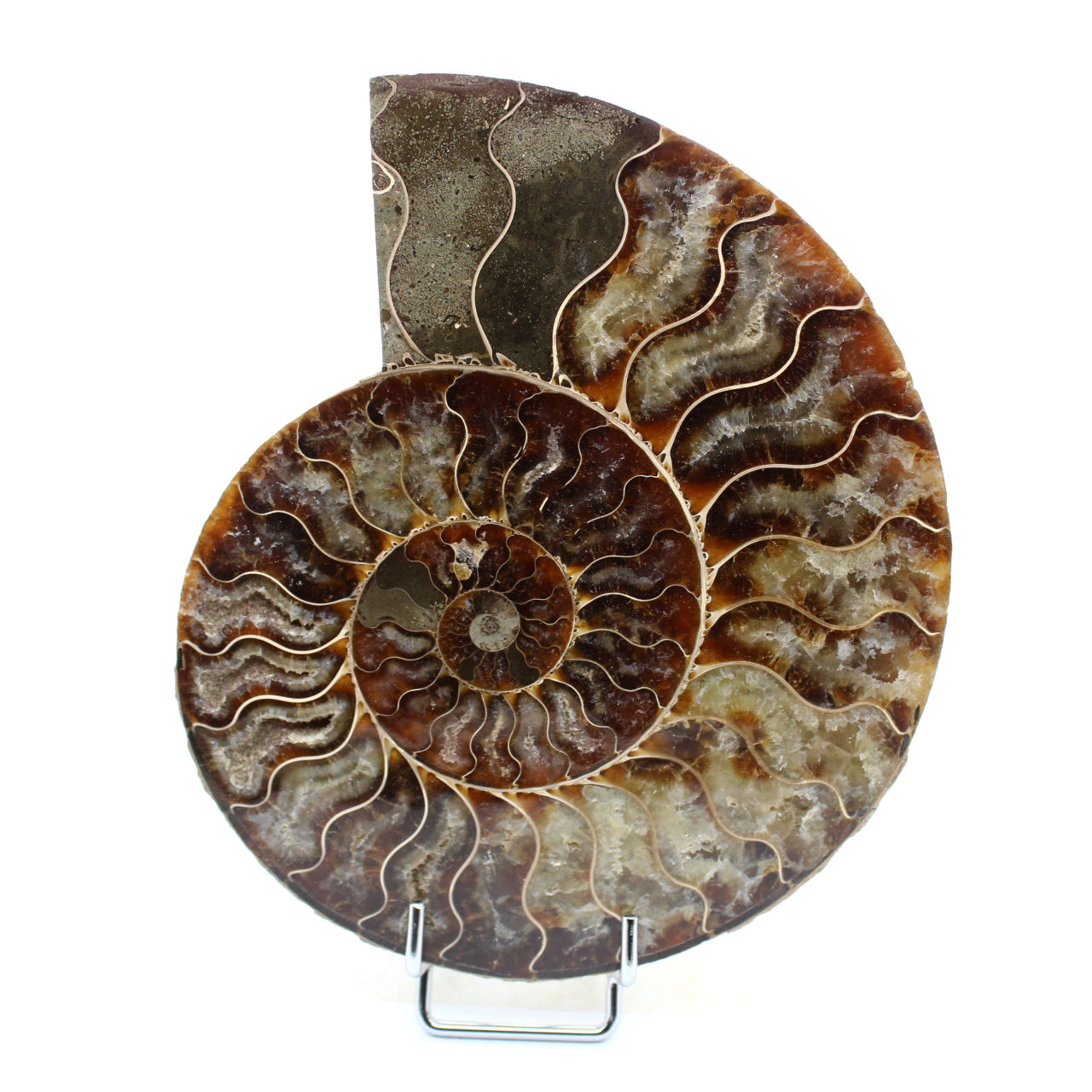 Natuurlijke ammoniet uit Madagaskar