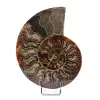 Fossiele ammoniet uit Madagaskar - 0