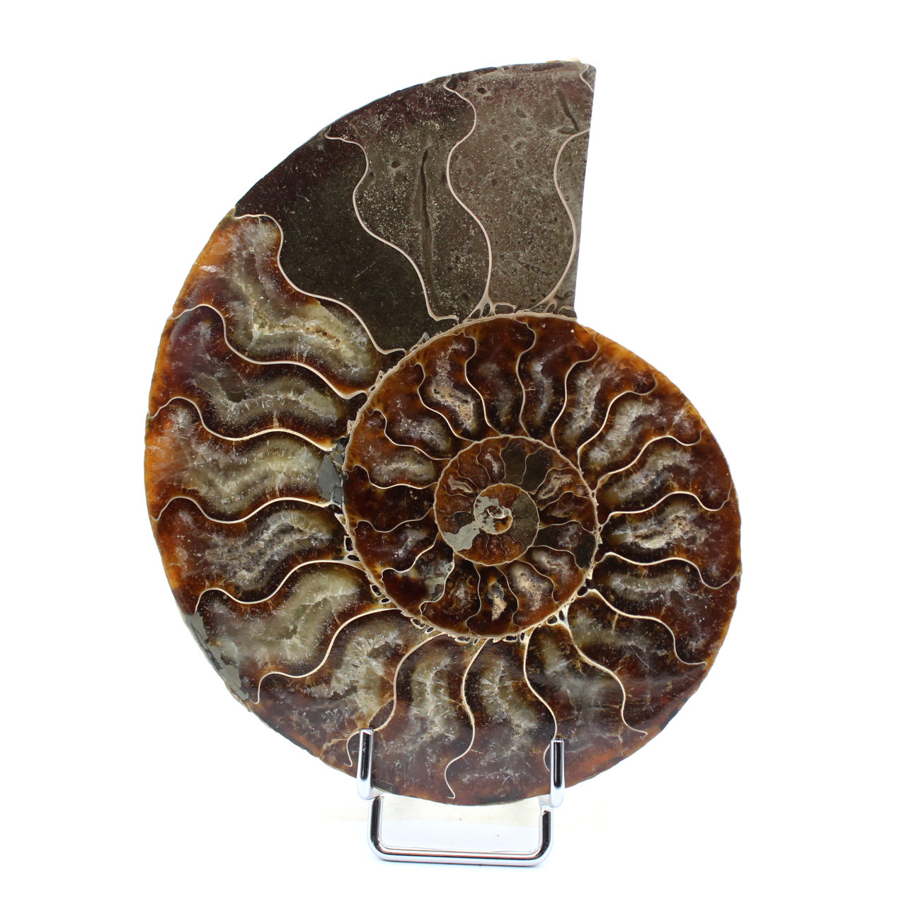 Fossiele ammoniet uit Madagaskar