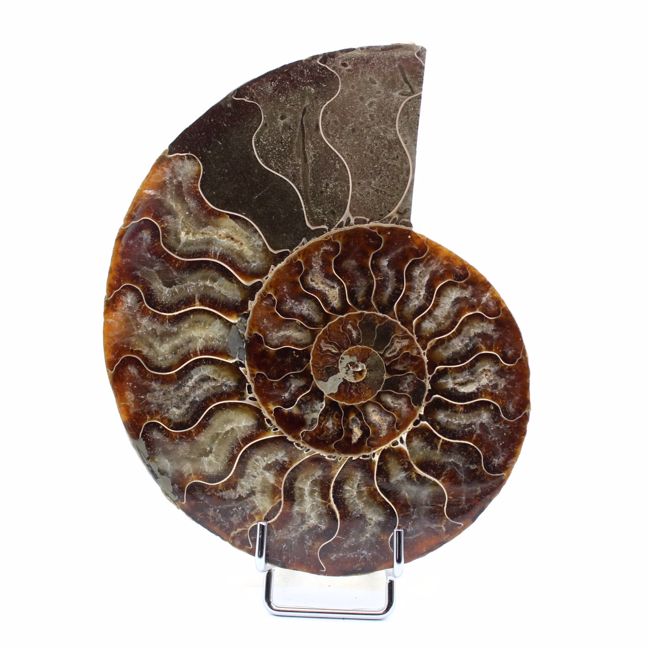 Fossiele ammoniet uit Madagaskar