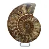 Fossiele ammoniet uit Madagaskar - 0
